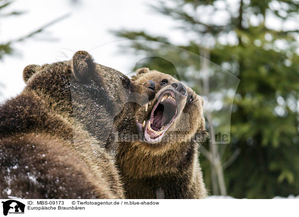 Europische Braunbren / brown bears / MBS-09173