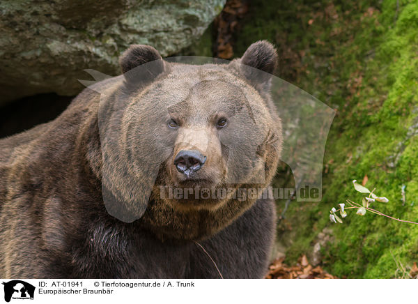 Europischer Braunbr / brown bear / AT-01941