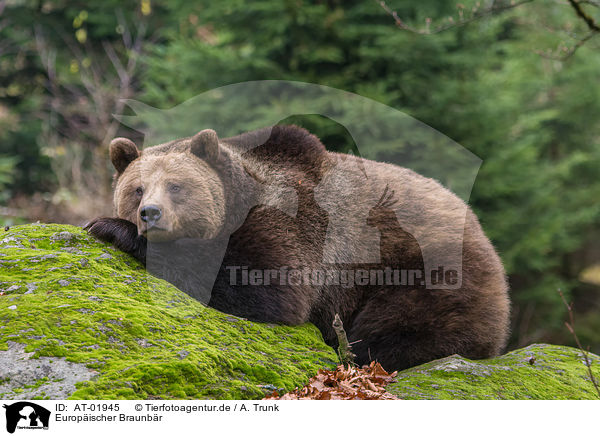 Europischer Braunbr / brown bear / AT-01945