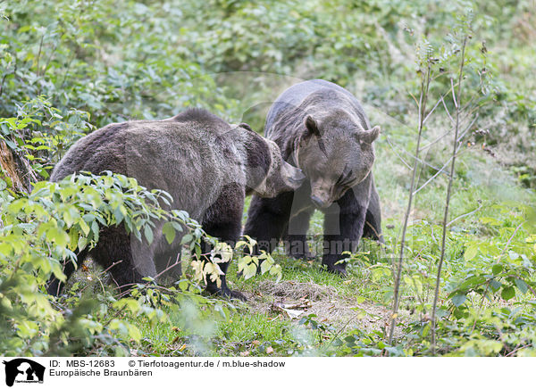 Europische Braunbren / brown bears / MBS-12683