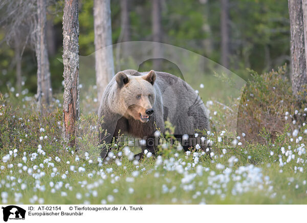 Europischer Braunbr / brown bear / AT-02154