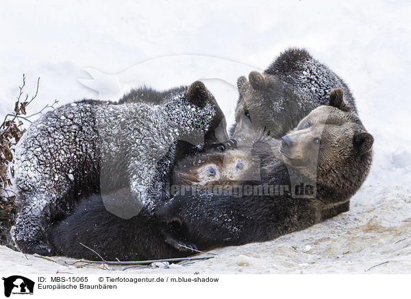 Europische Braunbren / brown bears / MBS-15065