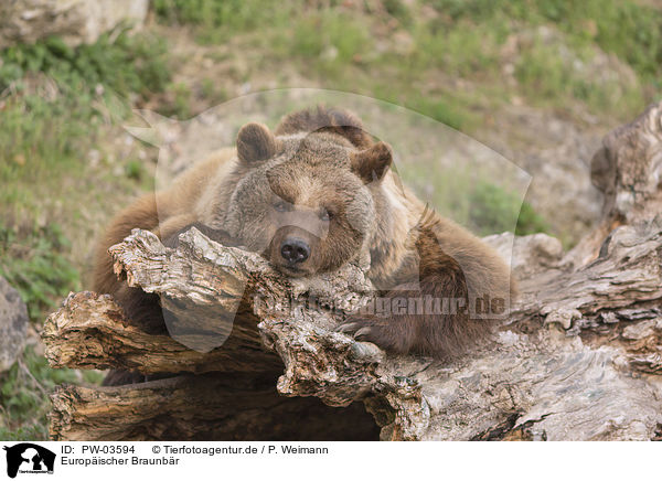 Europischer Braunbr / common bear / PW-03594