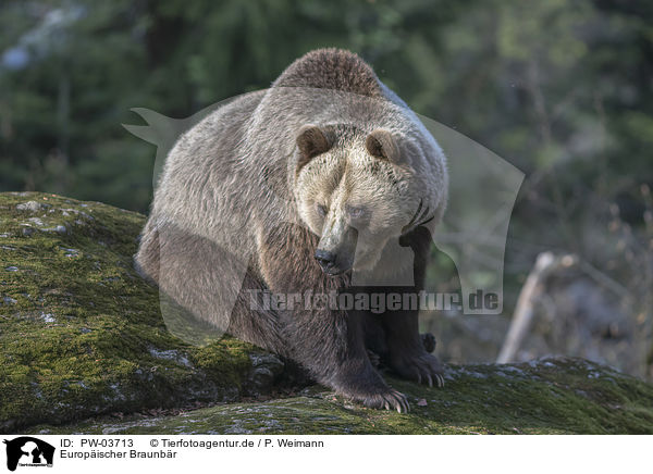 Europischer Braunbr / common bear / PW-03713