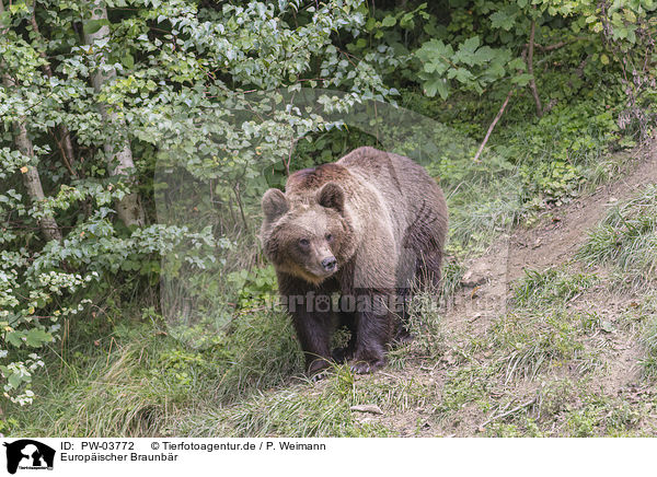Europischer Braunbr / common bear / PW-03772