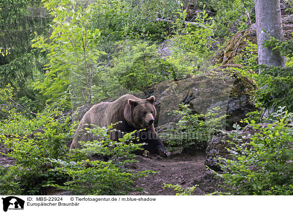 Europischer Braunbr / brown bear / MBS-22924