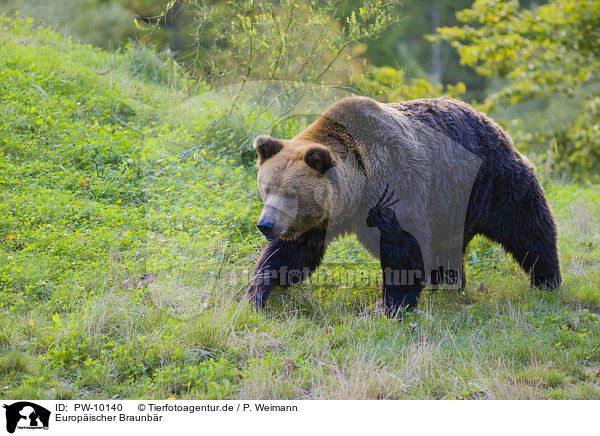 Europischer Braunbr / brown bear / PW-10140