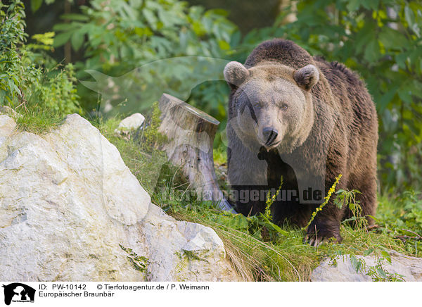 Europischer Braunbr / brown bear / PW-10142
