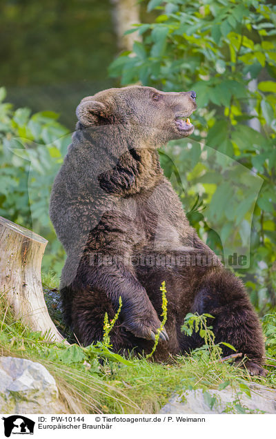 Europischer Braunbr / brown bear / PW-10144