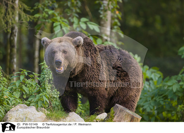 Europischer Braunbr / brown bear / PW-10149