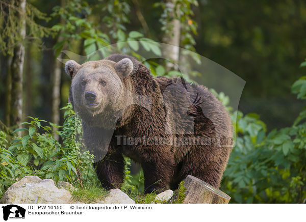 Europischer Braunbr / brown bear / PW-10150