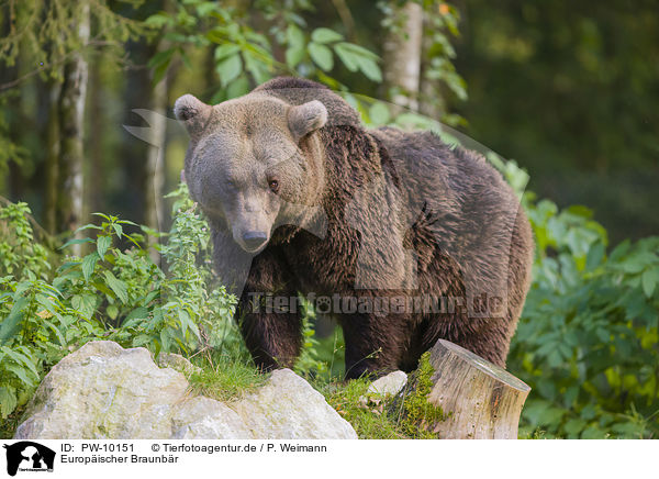 Europischer Braunbr / brown bear / PW-10151