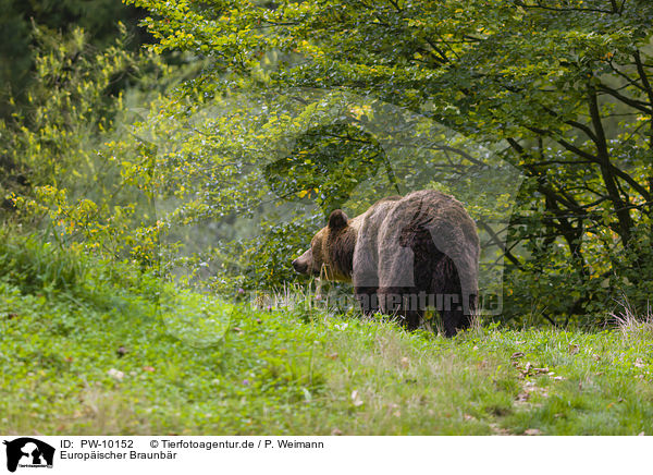 Europischer Braunbr / brown bear / PW-10152