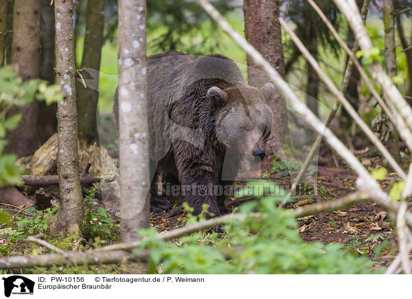 Europischer Braunbr / brown bear / PW-10156