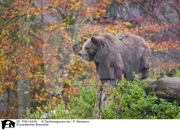 Europischer Braunbr / brown bear / PW-14245