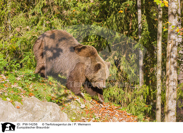 Europischer Braunbr / brown bear / PW-14256