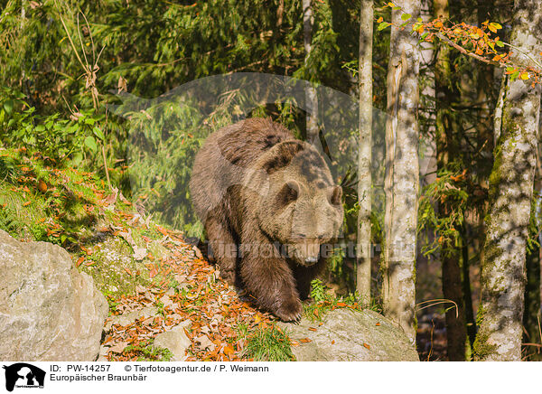 Europischer Braunbr / brown bear / PW-14257