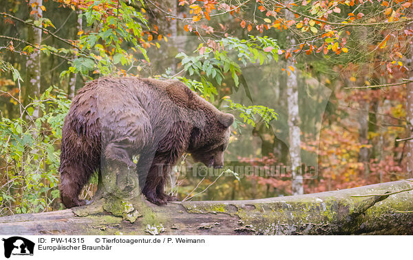 Europischer Braunbr / brown bear / PW-14315