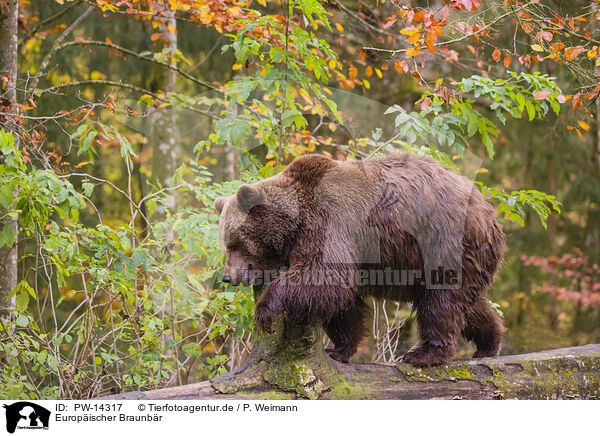 Europischer Braunbr / brown bear / PW-14317