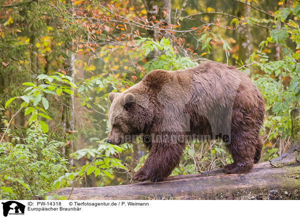 Europischer Braunbr / brown bear / PW-14318
