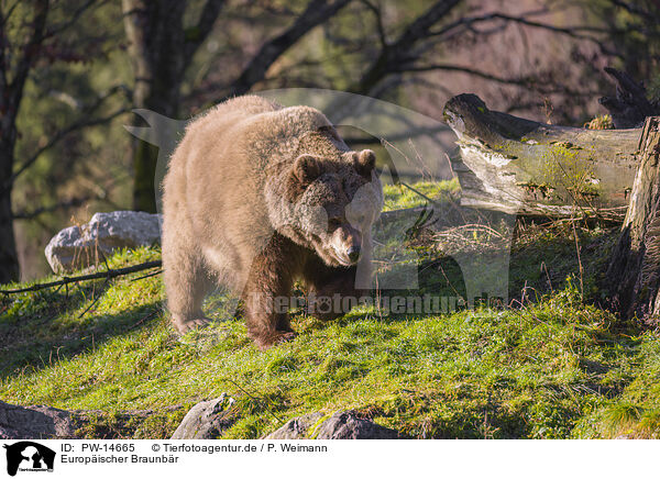 Europischer Braunbr / brown bear / PW-14665