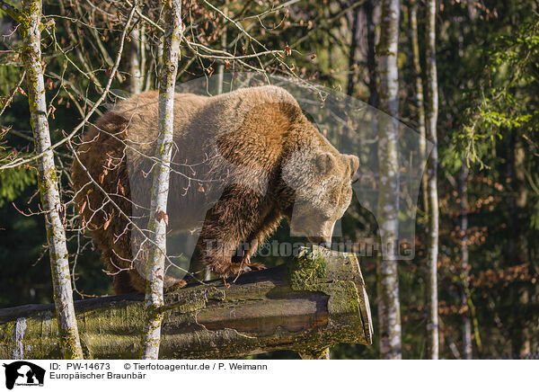 Europischer Braunbr / brown bear / PW-14673