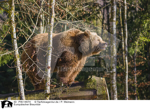 Europischer Braunbr / brown bear / PW-14674