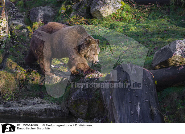 Europischer Braunbr / brown bear / PW-14686