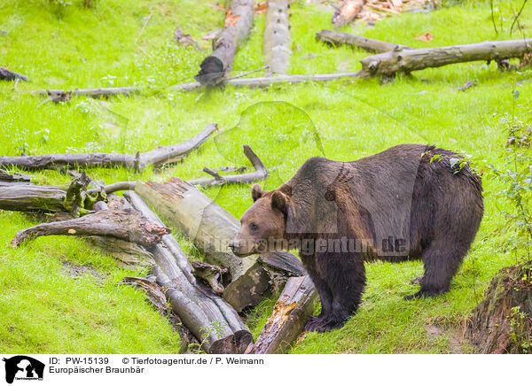 Europischer Braunbr / brown bear / PW-15139