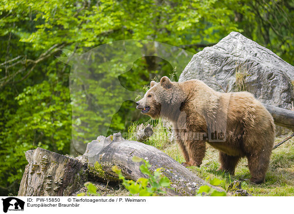 Europischer Braunbr / brown bear / PW-15850