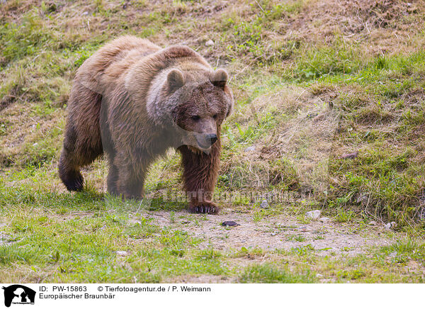 Europischer Braunbr / brown bear / PW-15863