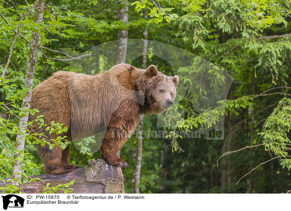Europischer Braunbr / brown bear / PW-15870