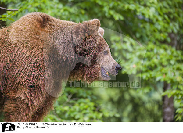Europischer Braunbr / brown bear / PW-15873
