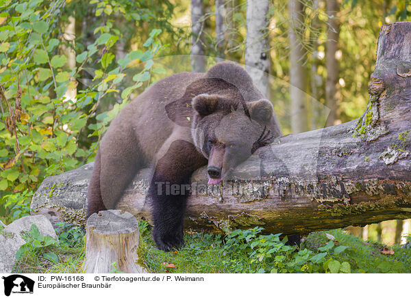 Europischer Braunbr / brown bear / PW-16168