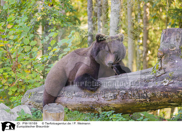 Europischer Braunbr / brown bear / PW-16169