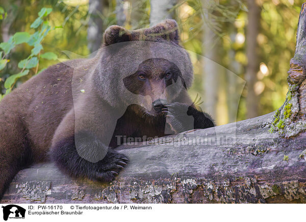 Europischer Braunbr / brown bear / PW-16170