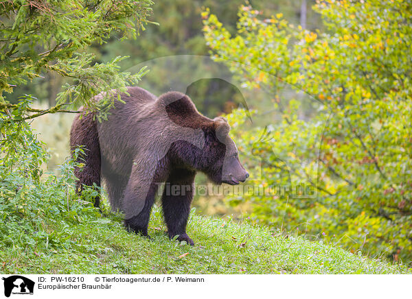 Europischer Braunbr / brown bear / PW-16210