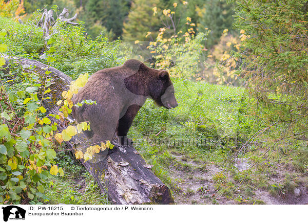 Europischer Braunbr / brown bear / PW-16215