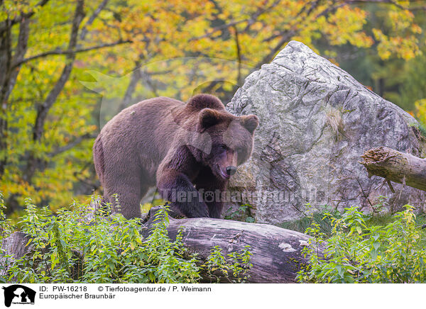 Europischer Braunbr / brown bear / PW-16218
