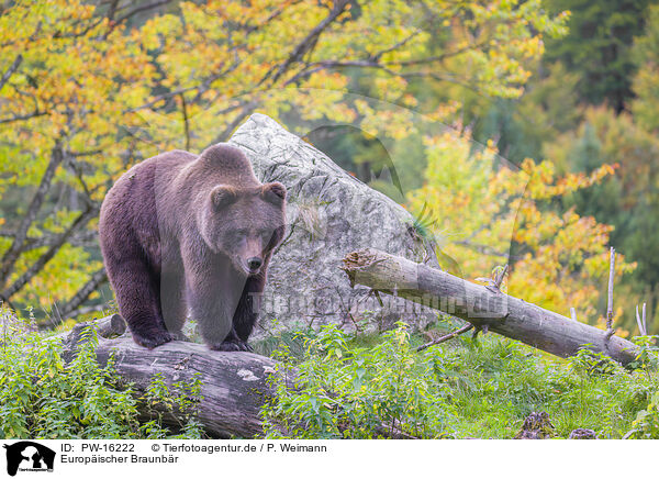 Europischer Braunbr / brown bear / PW-16222