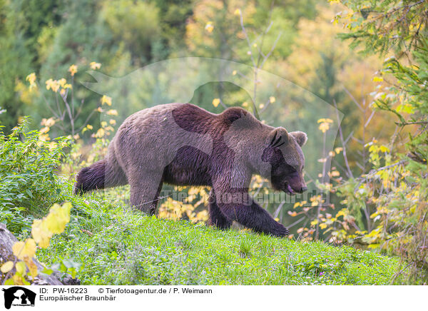 Europischer Braunbr / brown bear / PW-16223