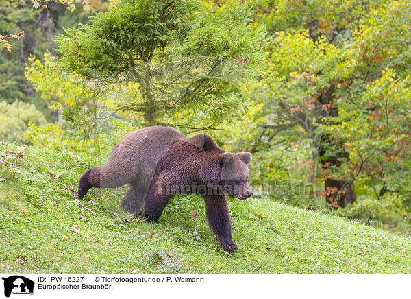 Europischer Braunbr / brown bear / PW-16227