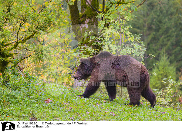 Europischer Braunbr / brown bear / PW-16236