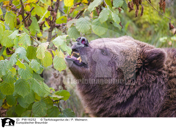 Europischer Braunbr / brown bear / PW-16252