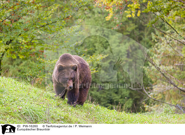 Europischer Braunbr / brown bear / PW-16260