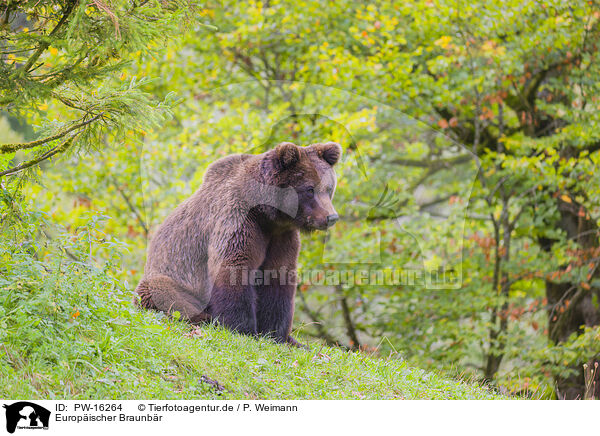 Europischer Braunbr / brown bear / PW-16264