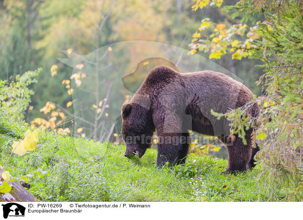 Europischer Braunbr / brown bear / PW-16269