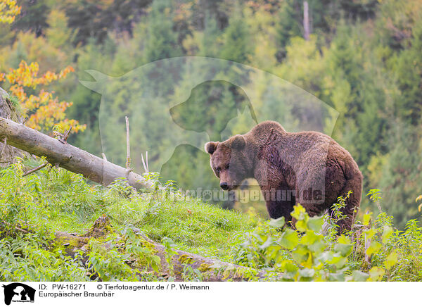 Europischer Braunbr / brown bear / PW-16271
