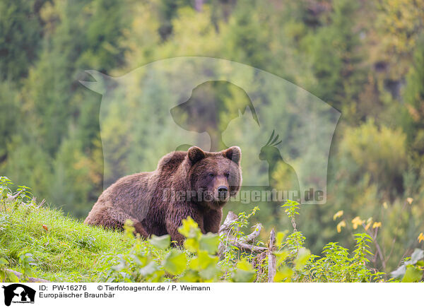 Europischer Braunbr / brown bear / PW-16276
