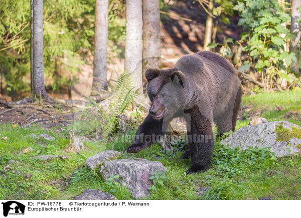 Europischer Braunbr / brown bear / PW-16778